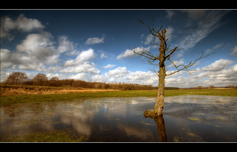 Einsamer Baum, abgestorben, in Tümpel