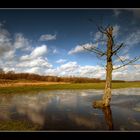 Einsamer Baum, abgestorben, in Tümpel