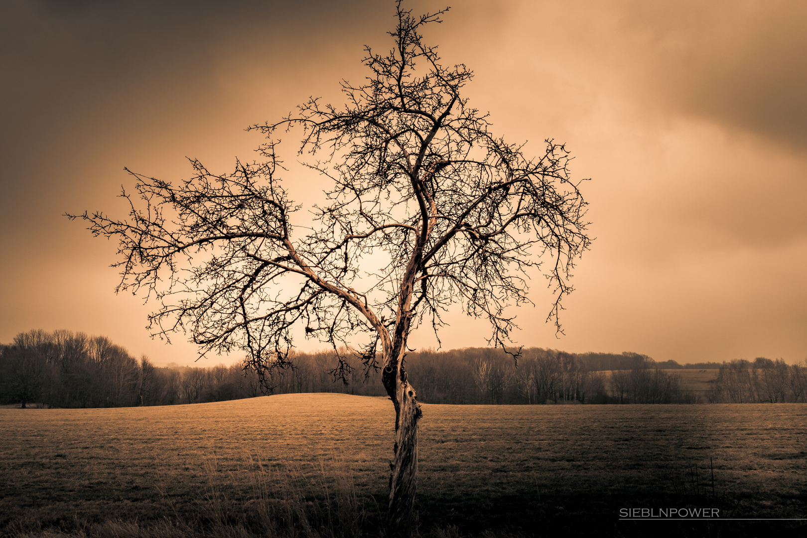 einsamer Baum