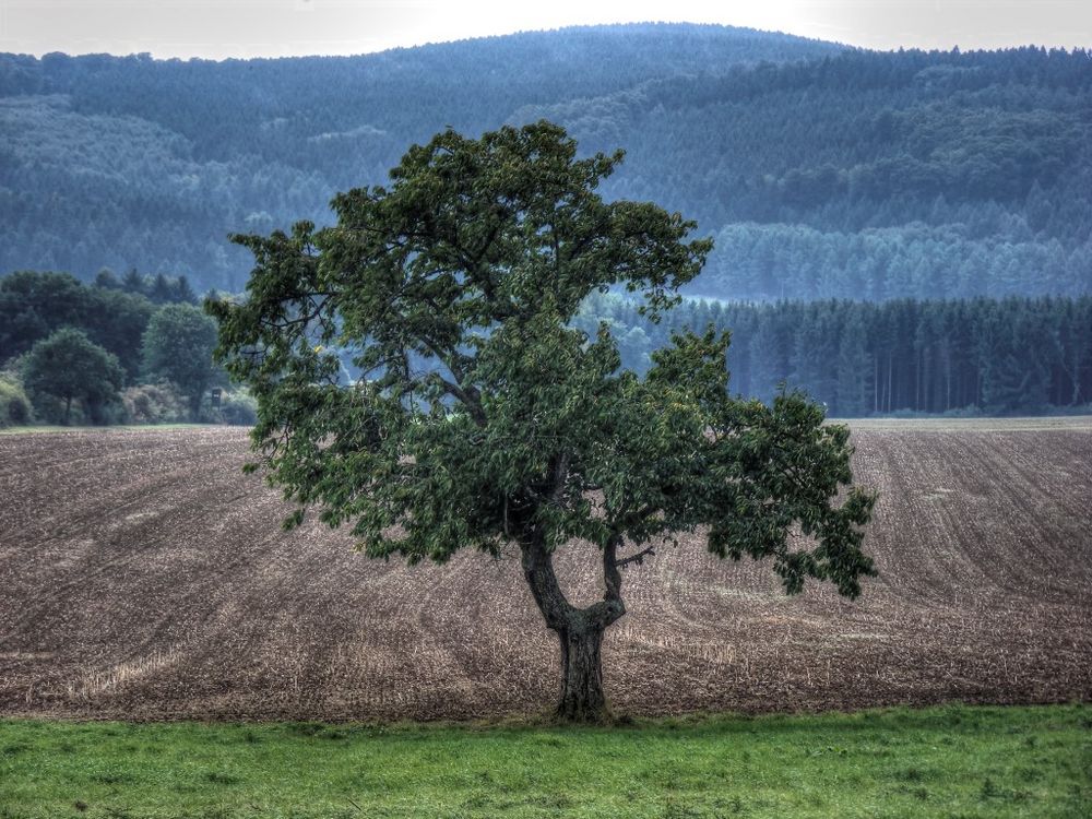 Einsamer Baum