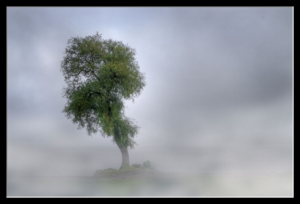 Einsamer Baum am Chiemsee - wie lange wird er noch stehen?