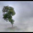Einsamer Baum am Chiemsee - wie lange wird er noch stehen?