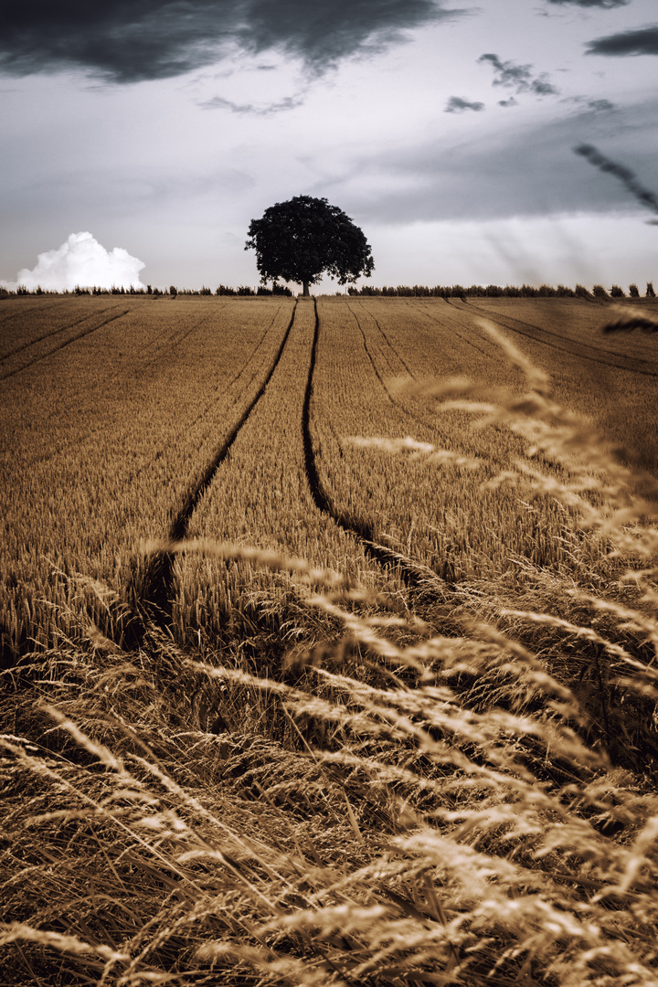 Einsamer Baum am Ende des Kornfeldes