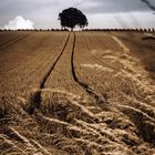 Einsamer Baum am Ende des Kornfeldes