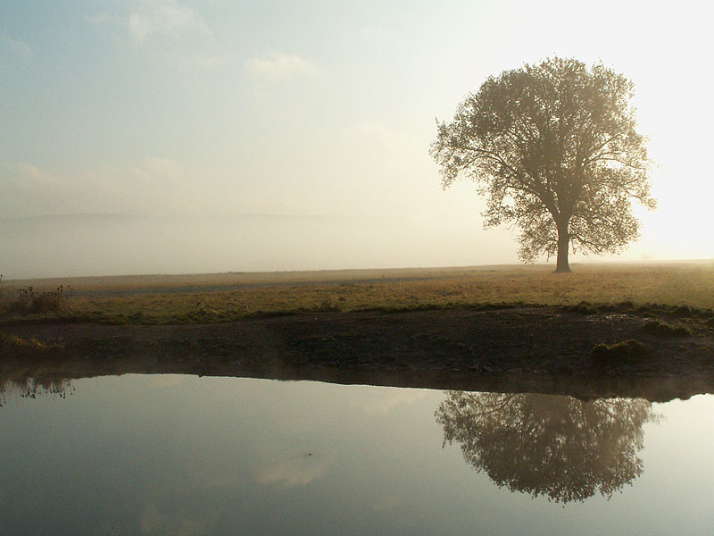 Einsamer Baum am Fluss