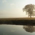 Einsamer Baum am Fluss