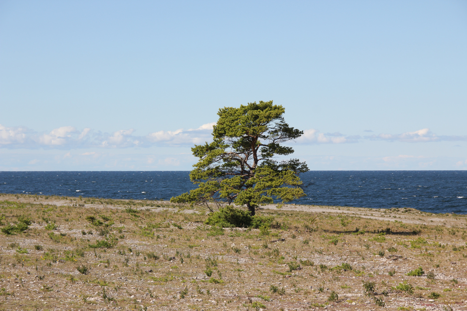 Einsamer Baum am Meer