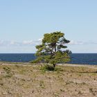 Einsamer Baum am Meer