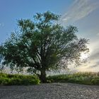 Einsamer Baum am Rheinufer