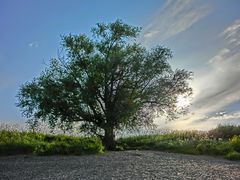 Einsamer Baum am Rheinufer