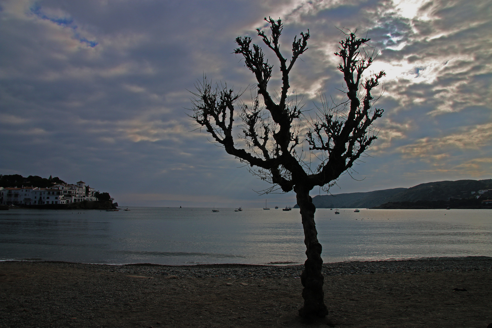 Einsamer Baum am Strand