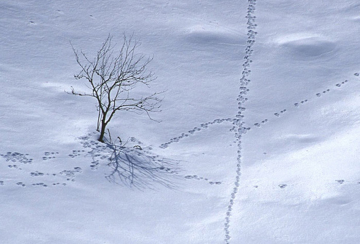 Einsamer Baum am Tegelberg (reloaded)