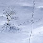 Einsamer Baum am Tegelberg (reloaded)