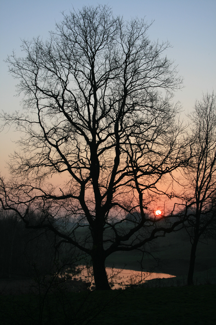 Einsamer Baum am Teich