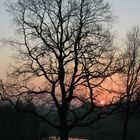 Einsamer Baum am Teich