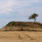 Einsamer Baum am Wegesrand