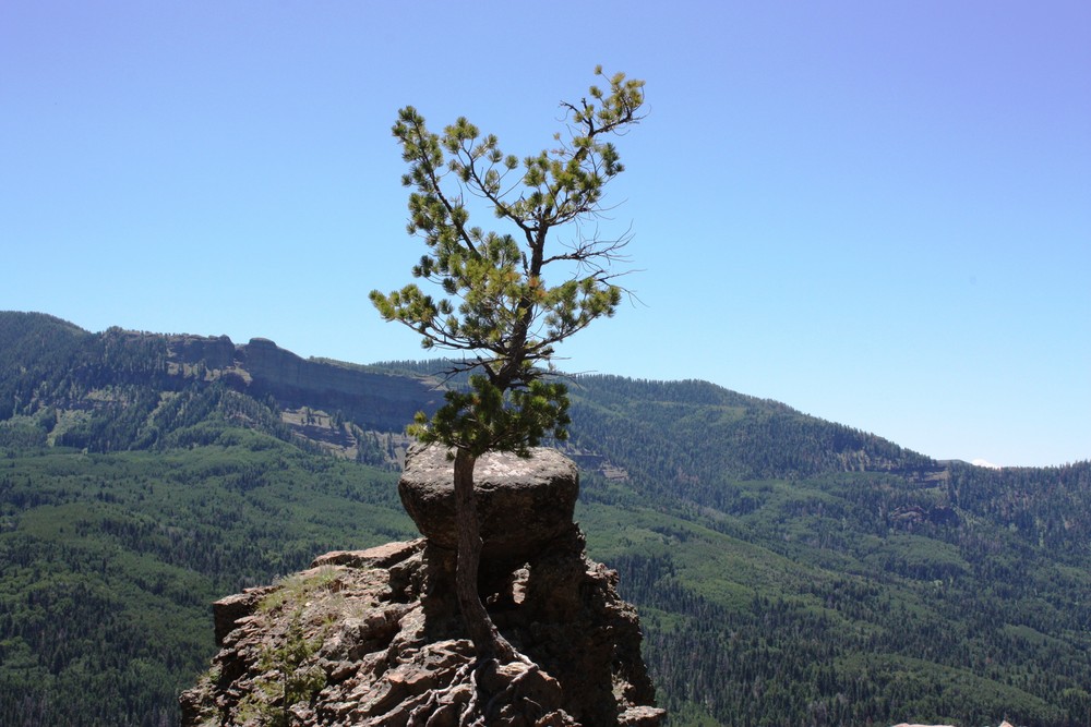 Einsamer Baum am Wolf Creek Pass