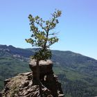 Einsamer Baum am Wolf Creek Pass