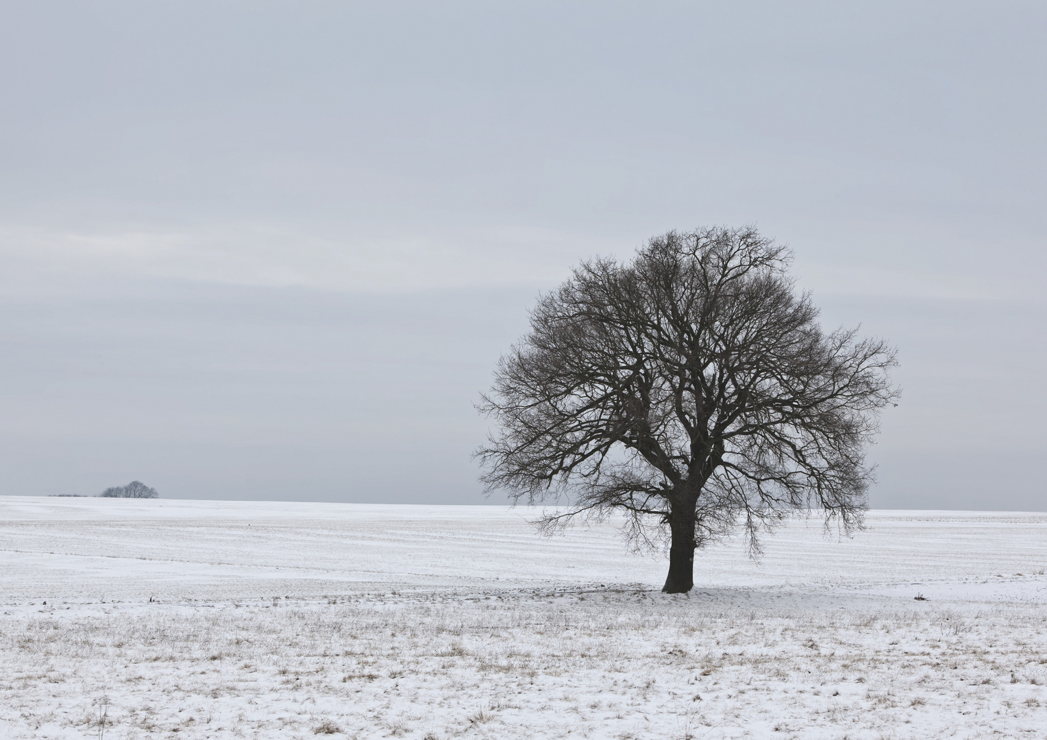 einsamer Baum an der B62