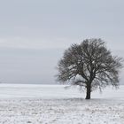 einsamer Baum an der B62