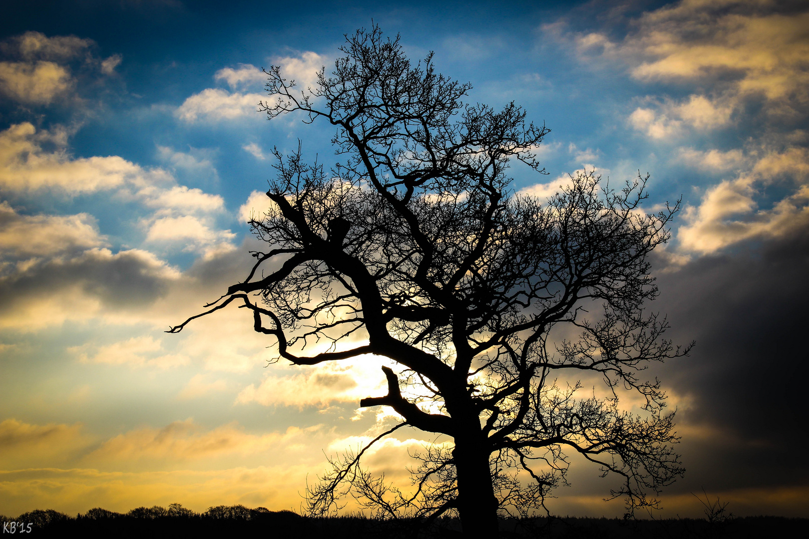 Einsamer Baum an der winterlichen Ostsee