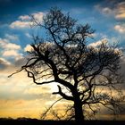 Einsamer Baum an der winterlichen Ostsee