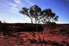 einsamer Baum auf dem Dach des Kings Canyon