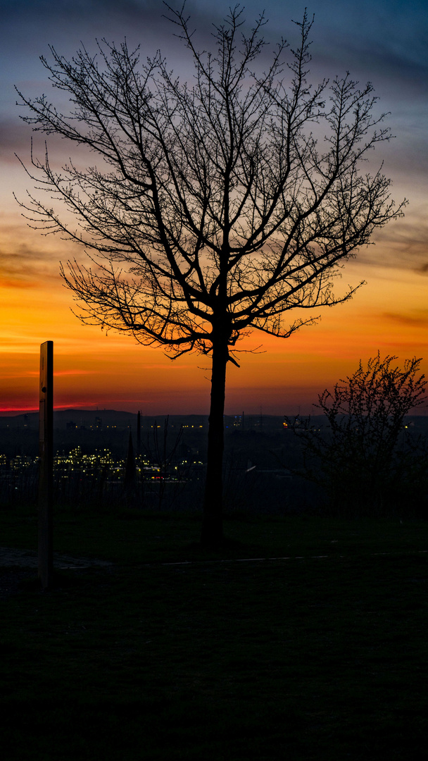 Einsamer Baum auf dem Tippelsberg in Bochum