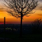 Einsamer Baum auf dem Tippelsberg in Bochum