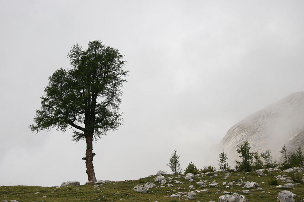 Einsamer Baum auf der Fanes-Alm