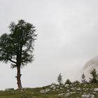 Einsamer Baum auf der Fanes-Alm