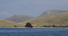 Einsamer Baum auf der kahlen Insel Kornat