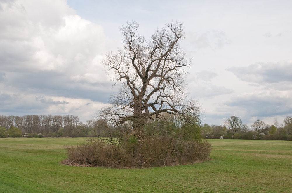 Einsamer Baum auf der Kollerinsel