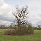 Einsamer Baum auf der Kollerinsel