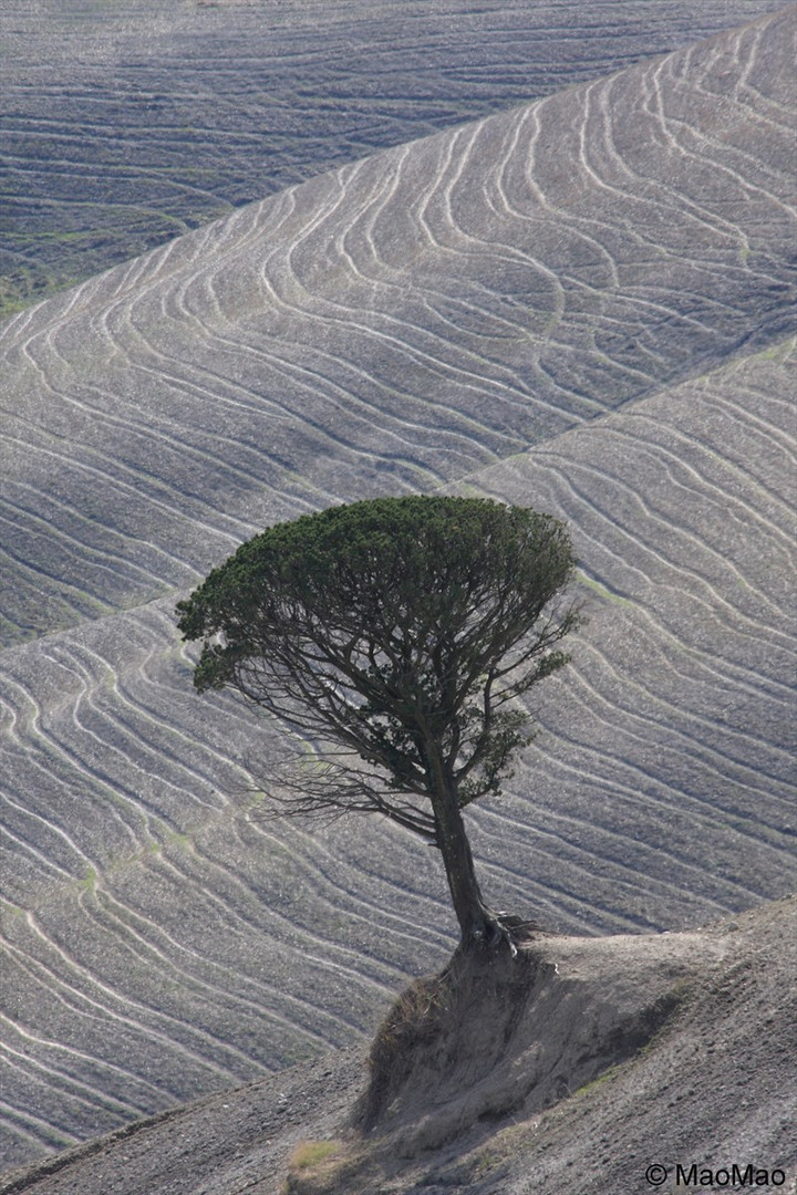 Einsamer Baum auf Feld