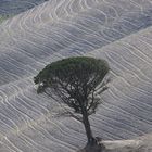 Einsamer Baum auf Feld