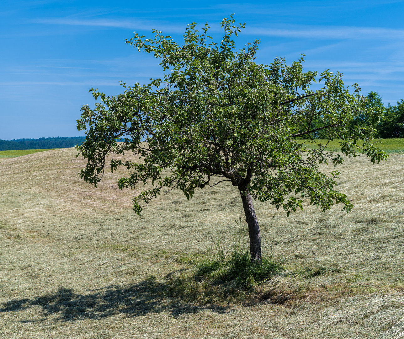 Einsamer Baum auf frisch gemähter Wiese