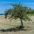 Einsamer Baum auf frisch gemähter Wiese