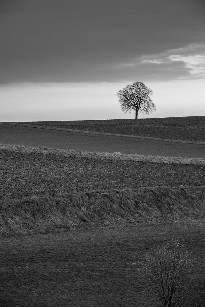 einsamer Baum auf hügeligem Feld