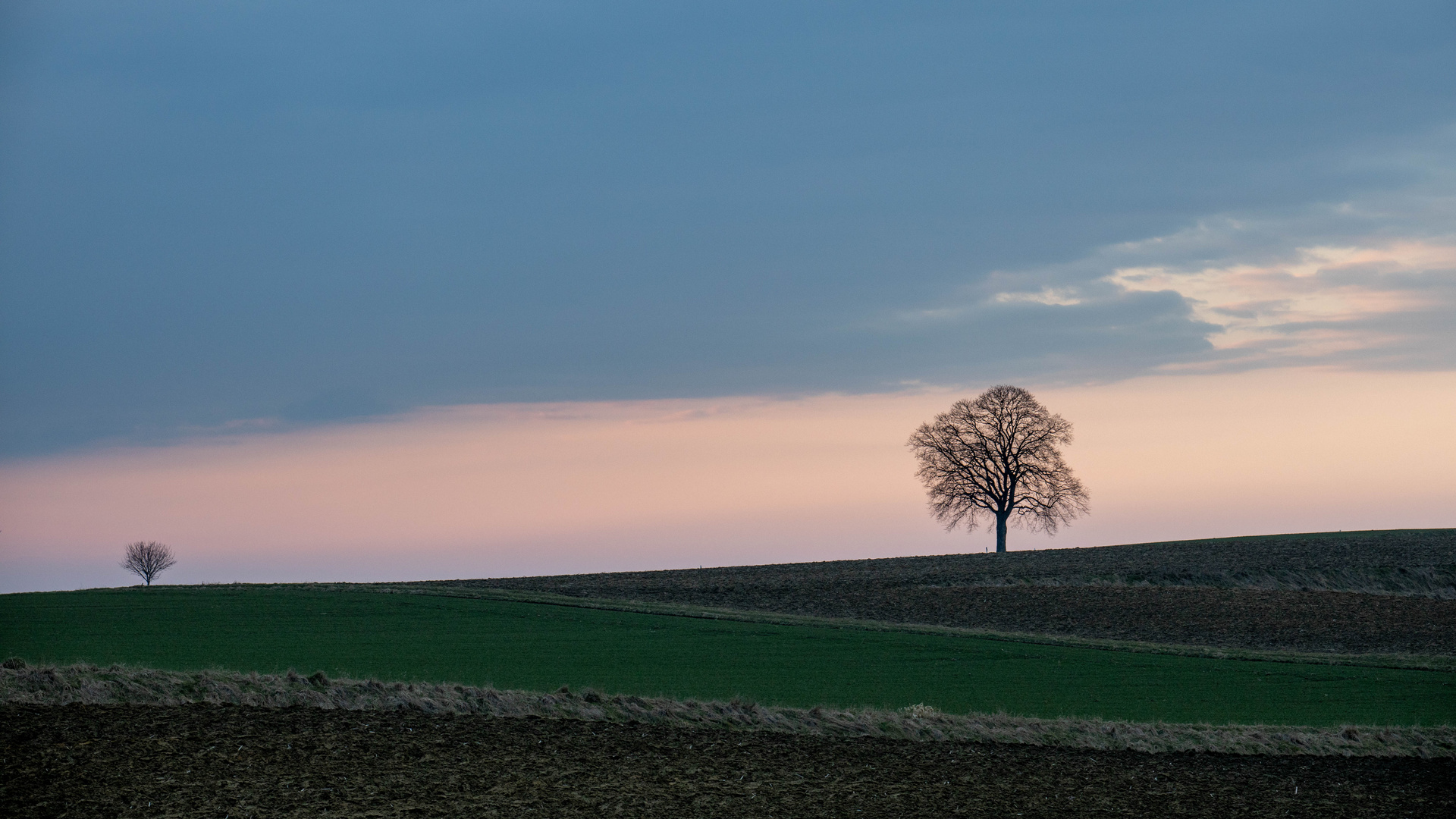 einsamer Baum auf hügeligem Feld