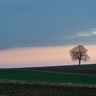 einsamer Baum auf hügeligem Feld