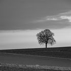 einsamer Baum auf hügeligem Feld