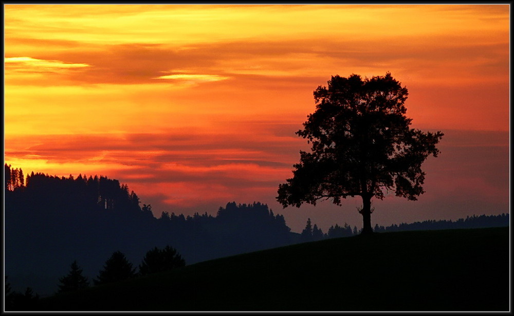 *Einsamer Baum*