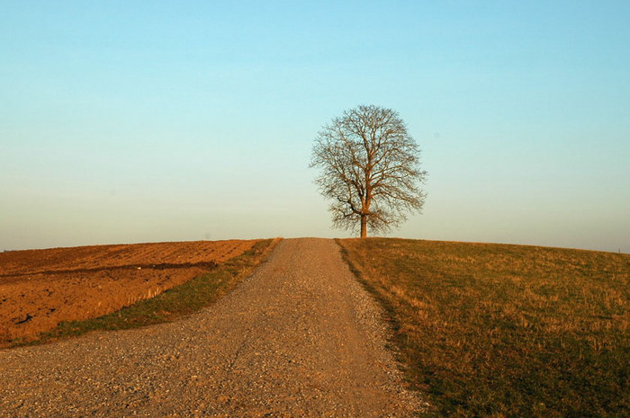 Einsamer Baum