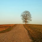 Einsamer Baum