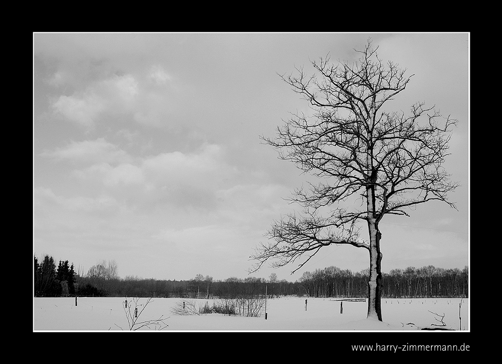 Einsamer Baum