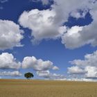 Einsamer Baum