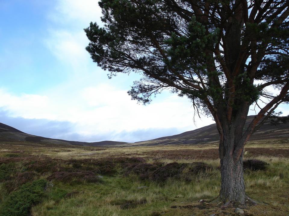 Einsamer Baum