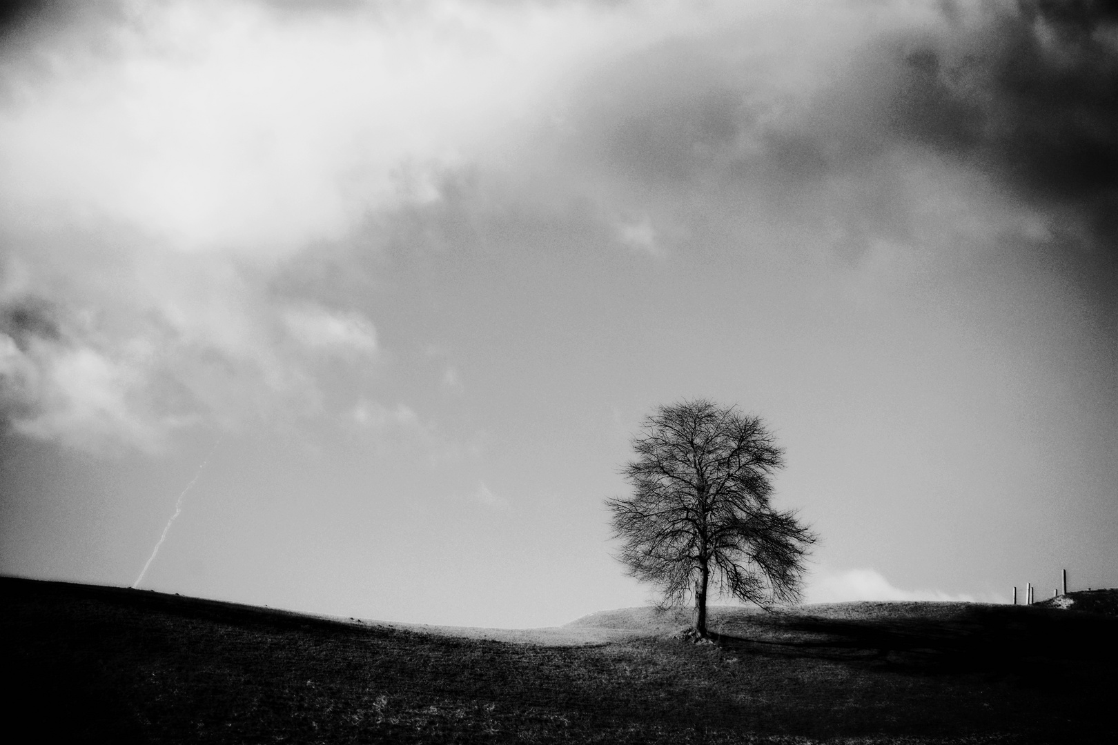 Einsamer Baum