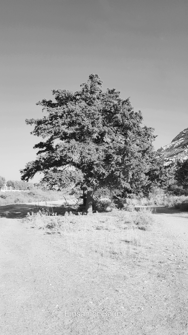 einsamer Baum